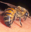 Пчелиный яд Beeacid